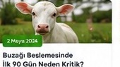Buzağı Beslemesinde İlk 90 Gün Neden Kritik?