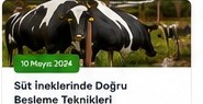 Süt İneklerinde Doğru Besleme Teknikleri